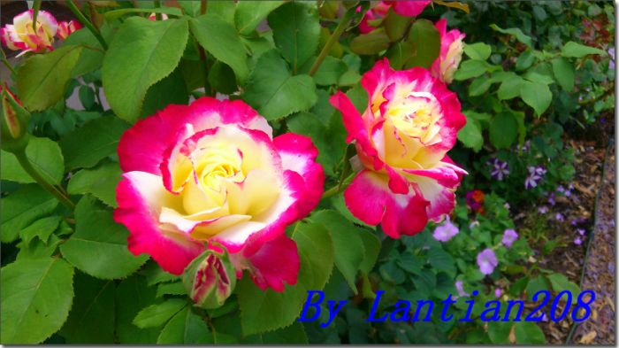 DSC_1361.JPG