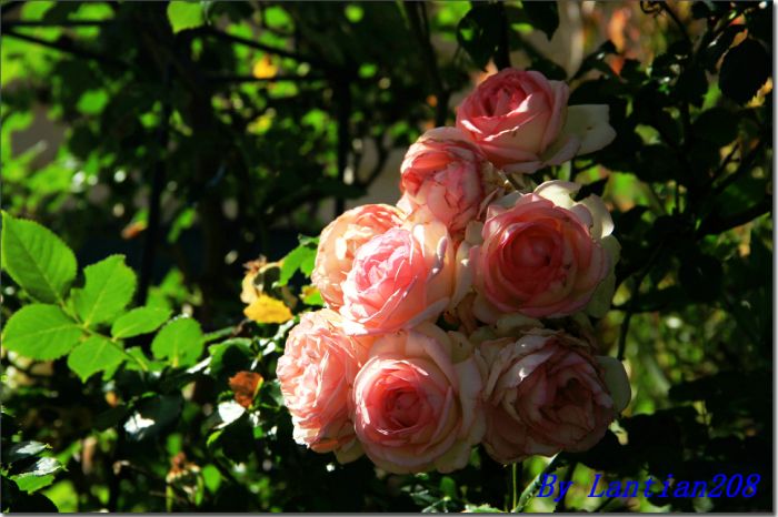 IMG_2763.JPG