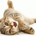 �ҵ����