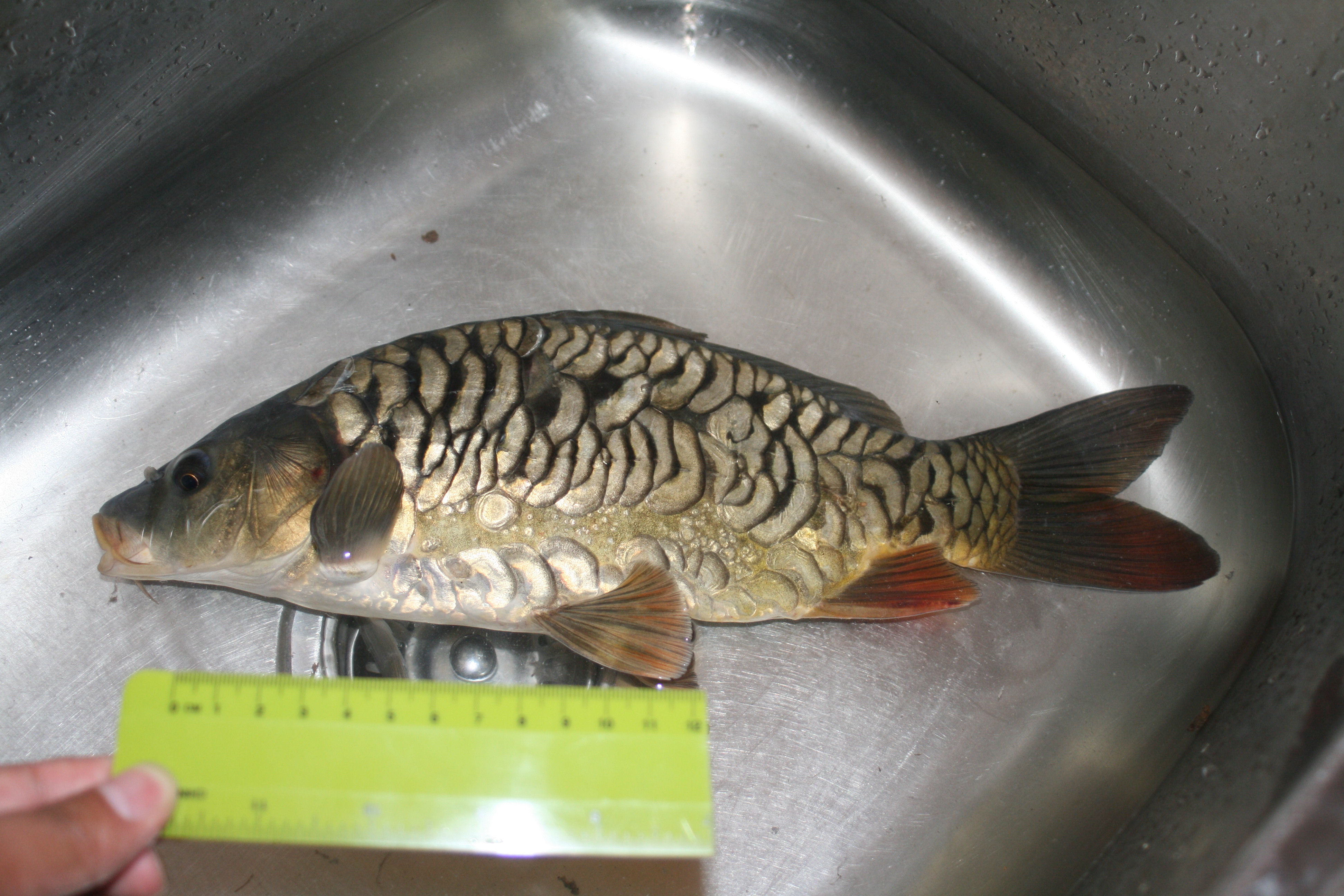 carp