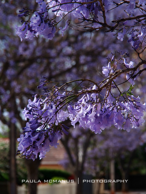jacaranda-tree-jacaranda-mimosifolia1.jpg