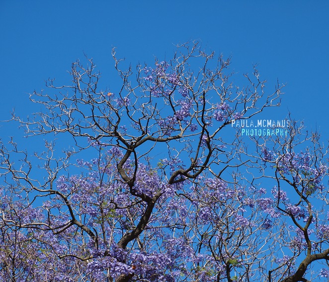 jacaranda-tree-jacaranda-mimosifolia2.jpg