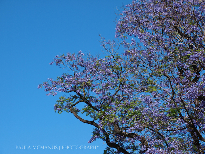 jacaranda-tree-jacaranda-mimosifolia3.jpg