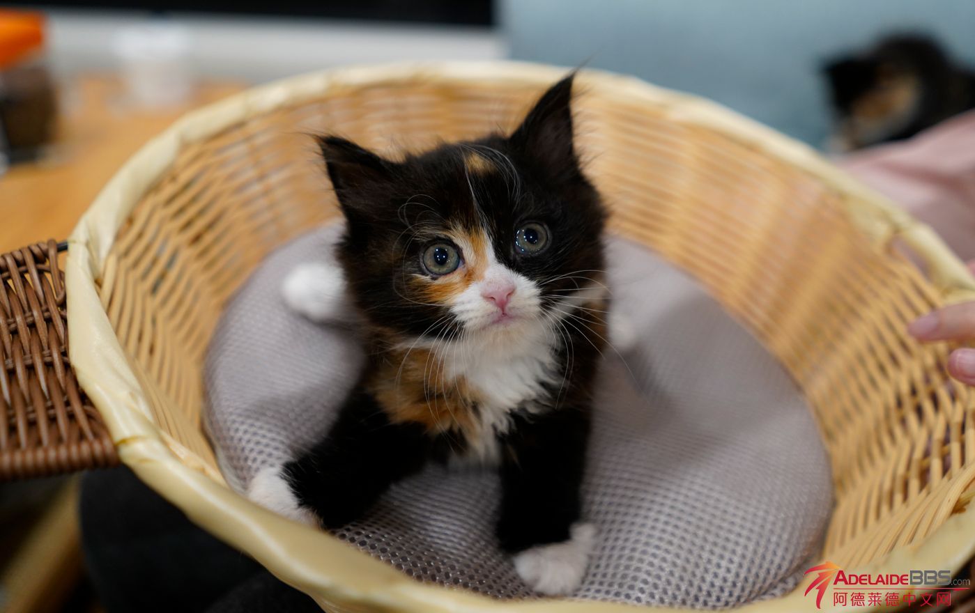 WeChat Screenshot_20230420160307.png