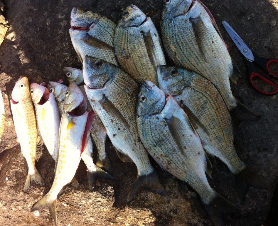 bream2.jpg